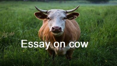 essay on cow in english