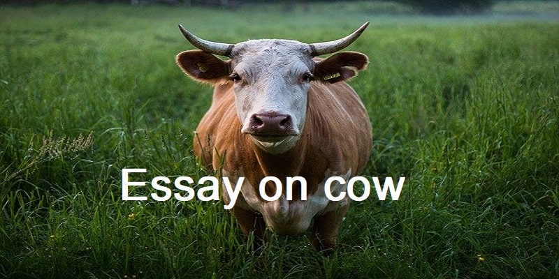 essay on cow in english