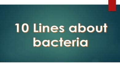 10 Lines on bacteria