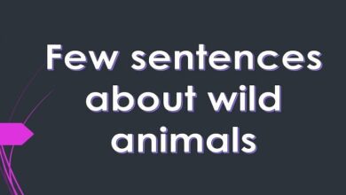 Few sentences about wild animals
