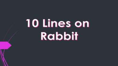 10 Lines on Rabbit