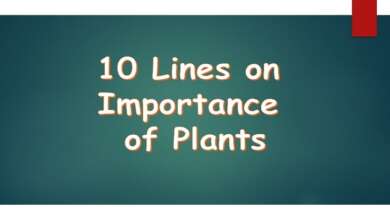 10 Lines on Importance of Plants