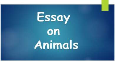 Essay on Animals