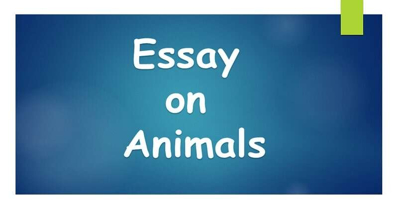 essay on animals in 200 words